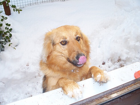 Köpek Sahibi Olmak Fikrine Beni Bir Köpek İkna Etti :)