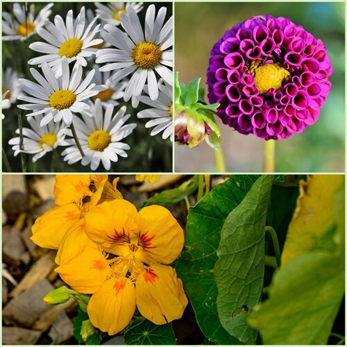 Egzotik Marigold Tohum Nadir Krizantem Sari Cicek Tohumlari Ev Bahce Ciceklenme Bitkiler Cok Yillik Susler Cicek 150 Adet Www3 Forshopsalon Co