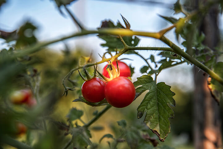 organik domates yetiştirme yöntemleri