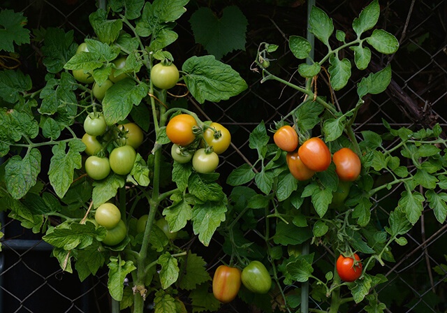 organik domates, sırık domates yetiştirme